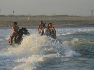  Cavalos nas ondas em St Cyprien 